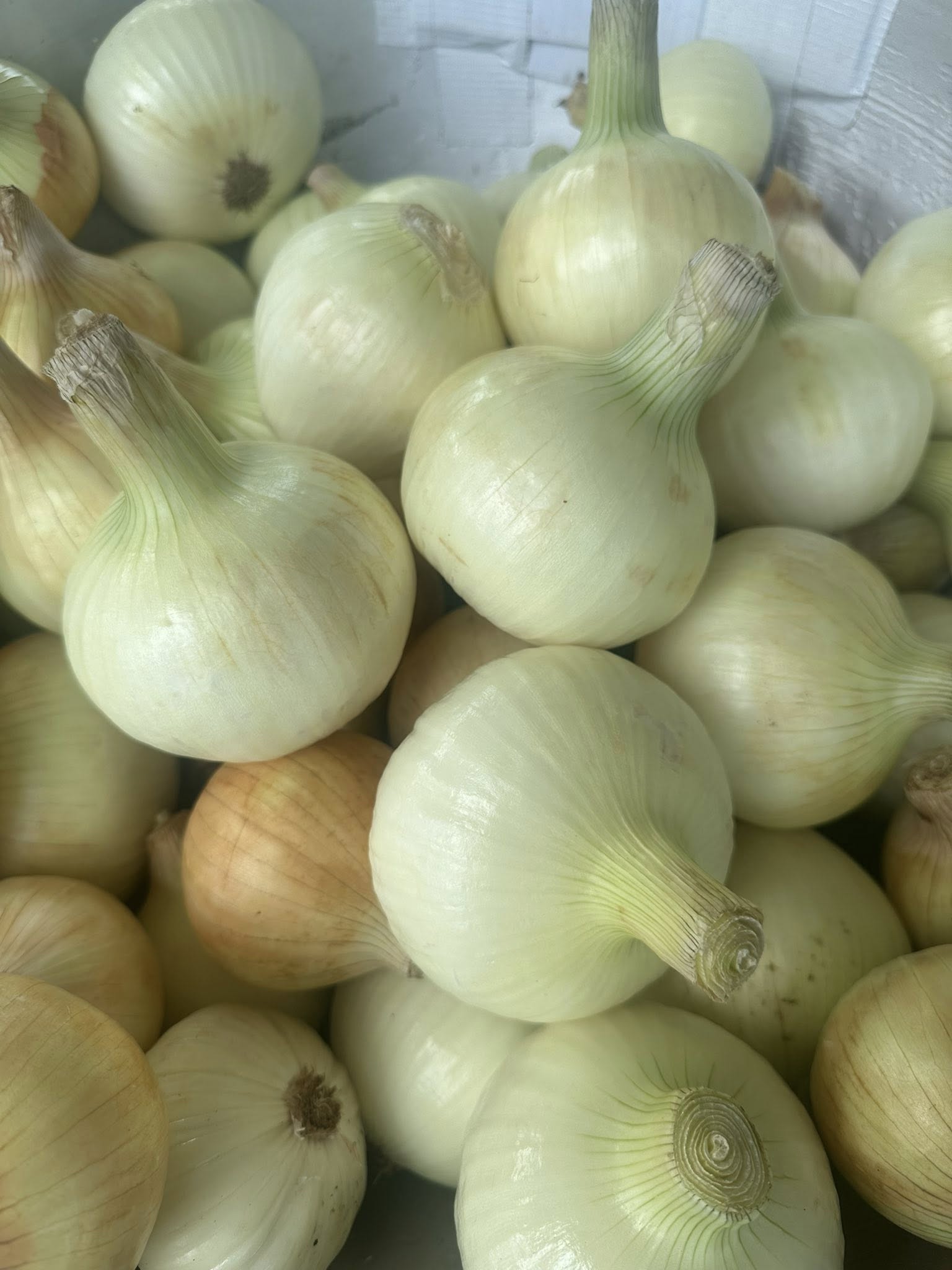 Candy apple onions