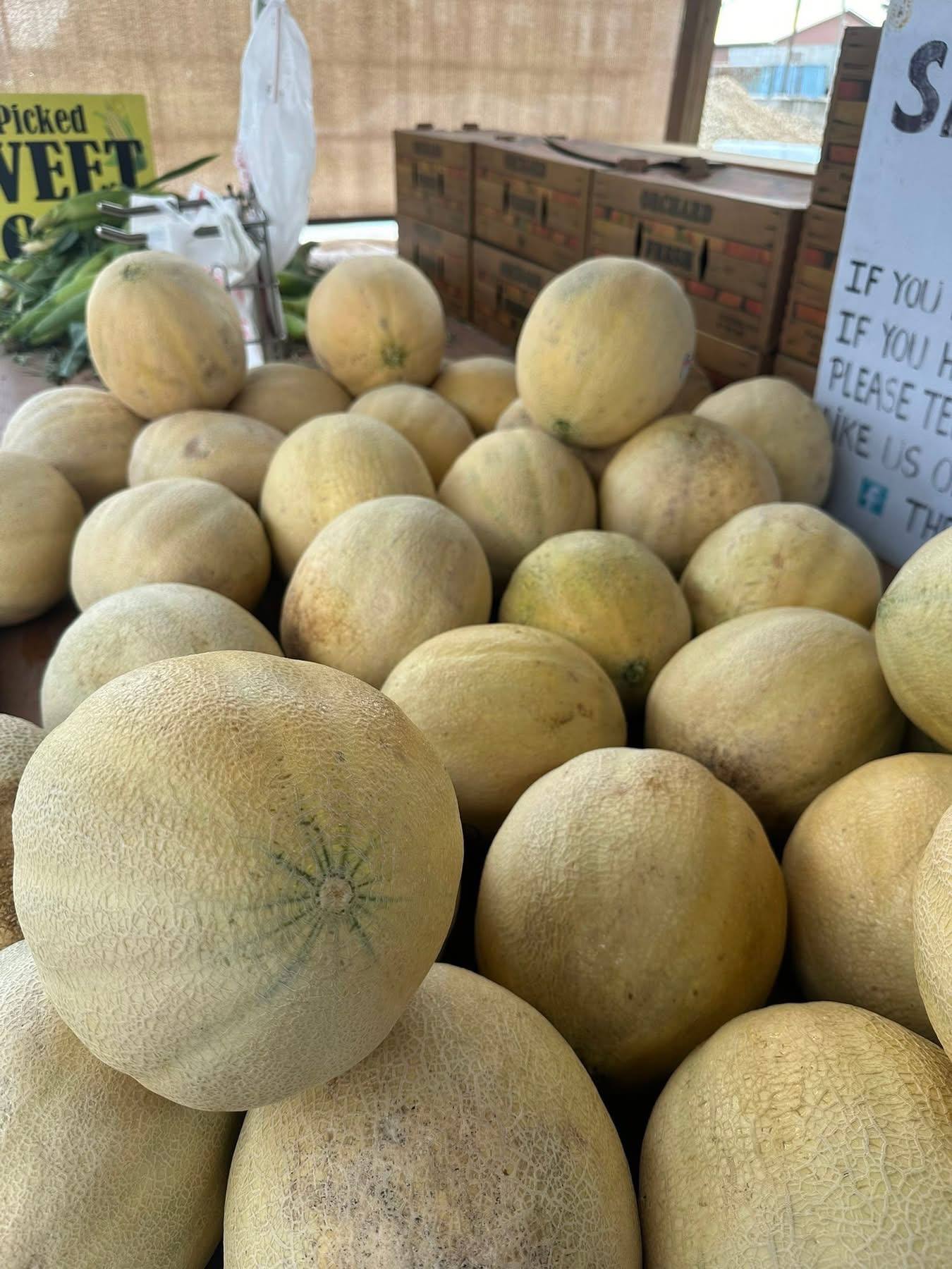 Cantaloupes