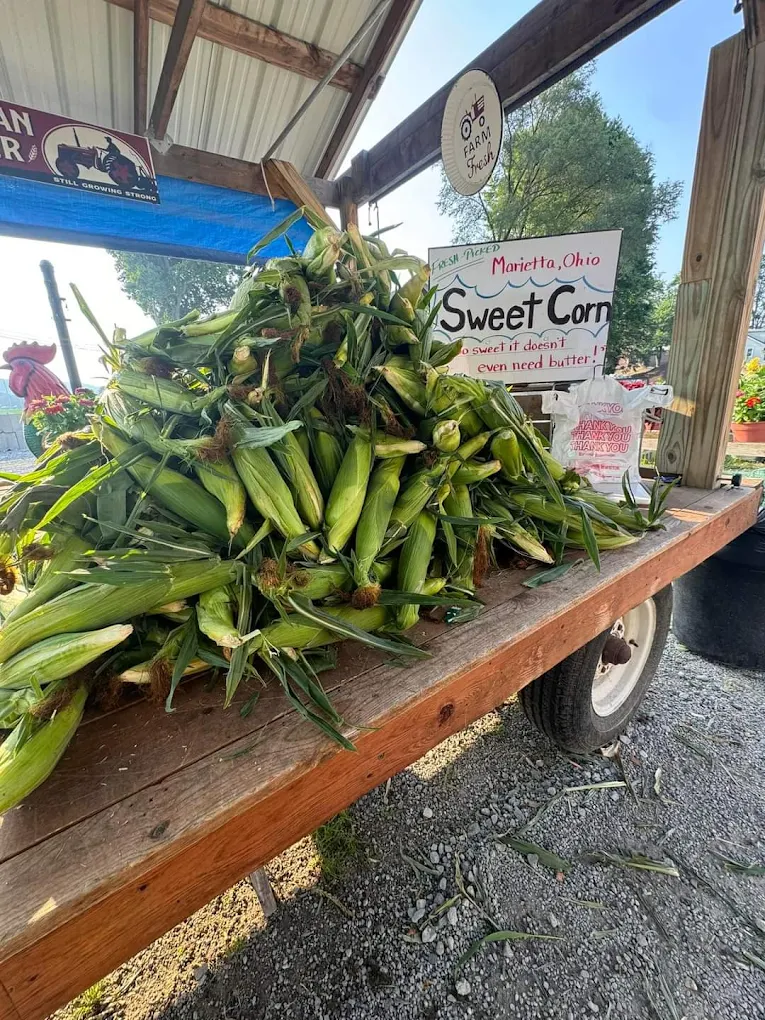 Fresh picked sweet corn