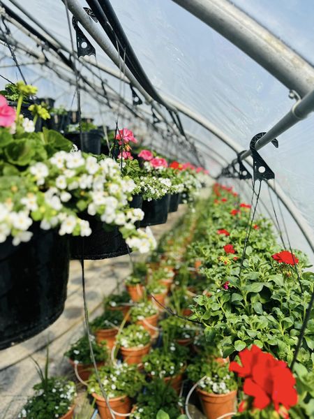 Greenhouse hanging baskets