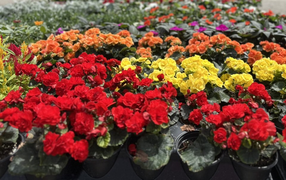 Mixed begonias display