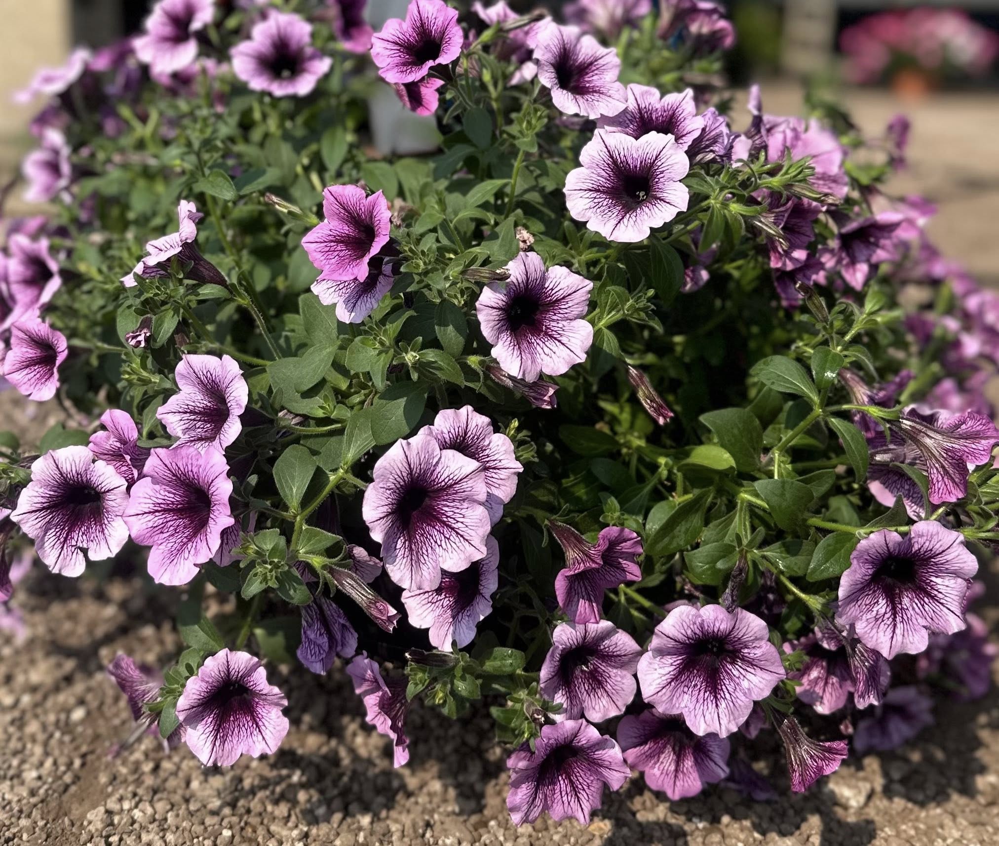 Purple petunias